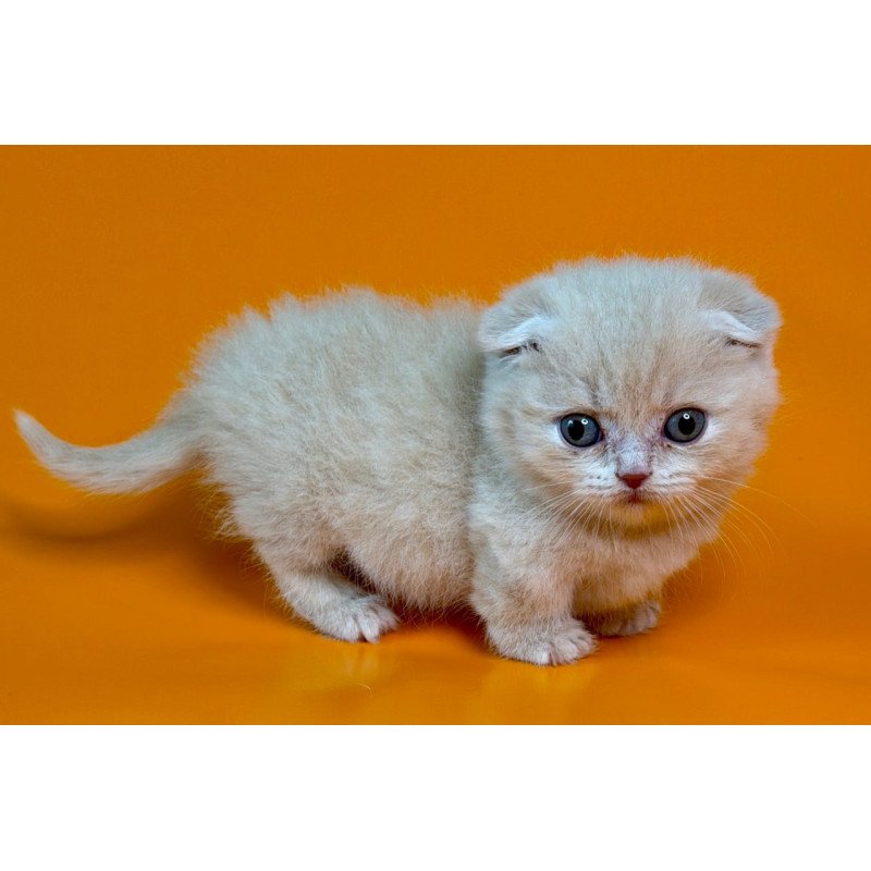 Munchkin Caspian