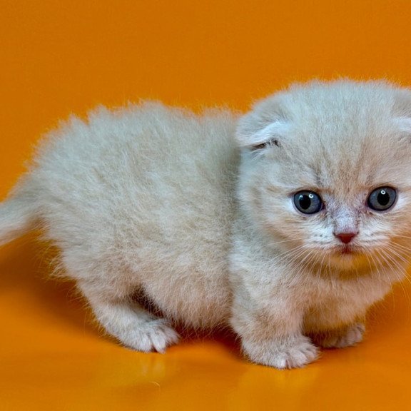 Munchkin Caspian