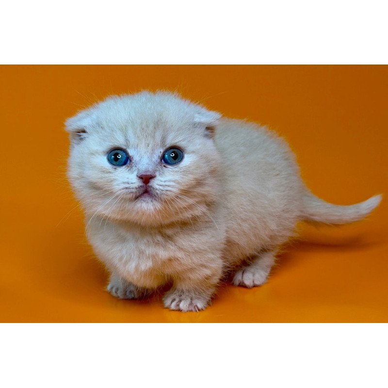 Munchkin Caspian