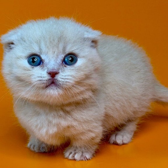 Munchkin Caspian