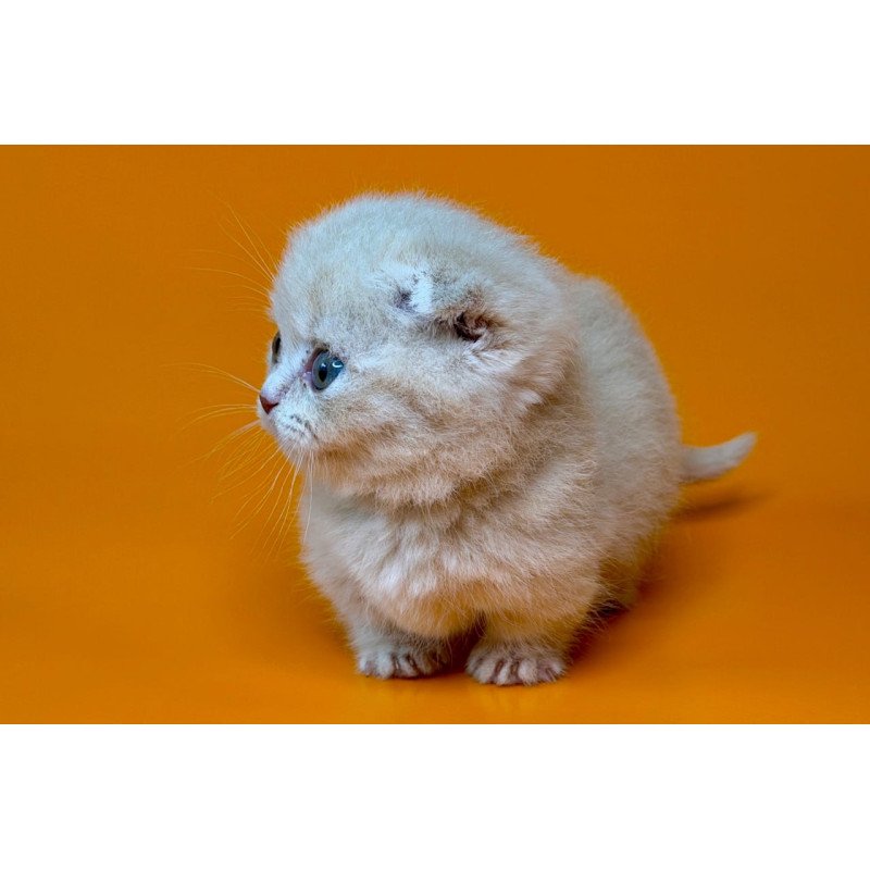 Munchkin Caspian