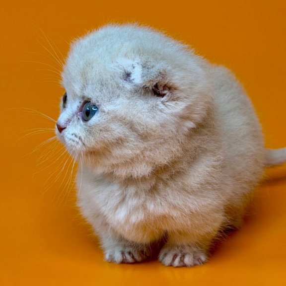 Munchkin Caspian
