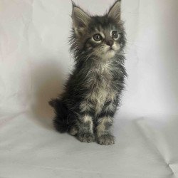 Maine Coon Frida