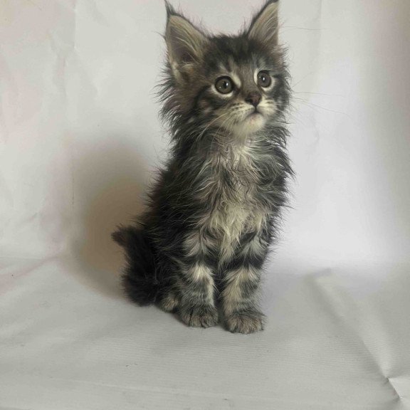 Maine Coon Frida