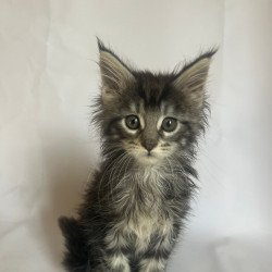Maine Coon Frida