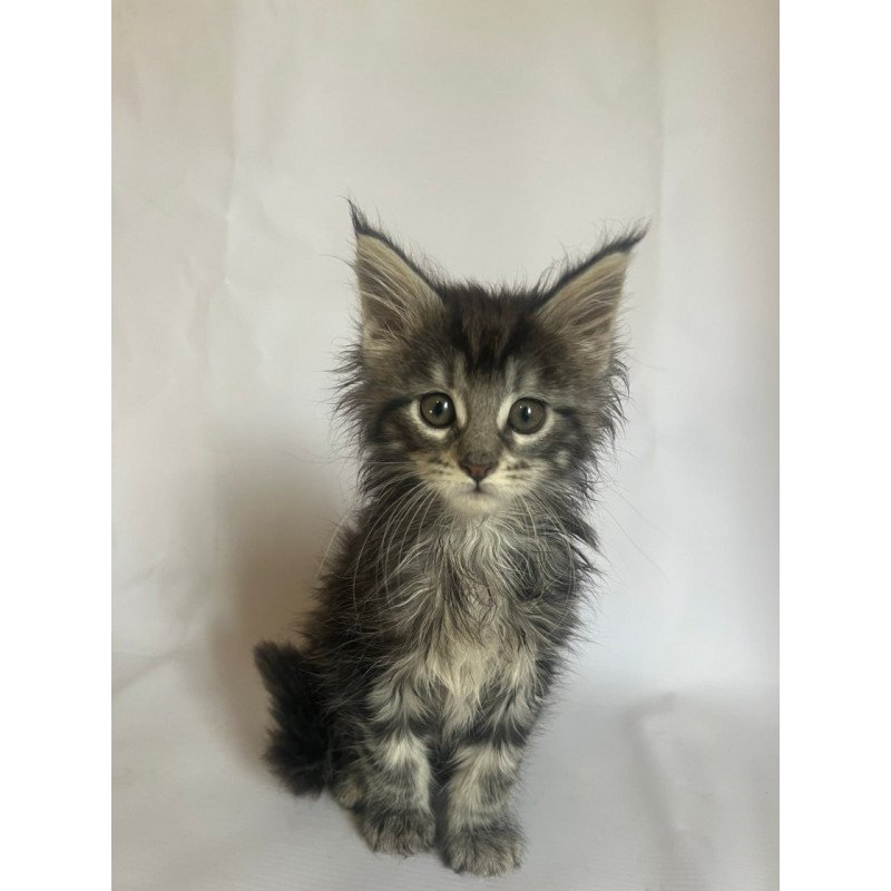 Maine Coon Frida