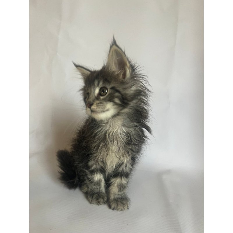 Maine Coon Frida