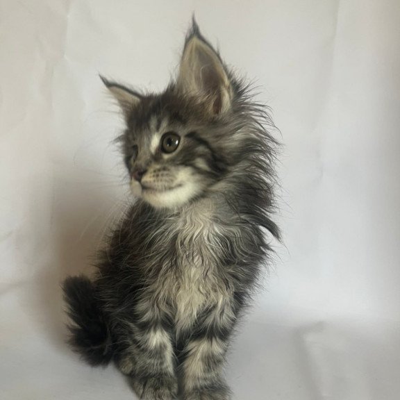 Maine Coon Frida