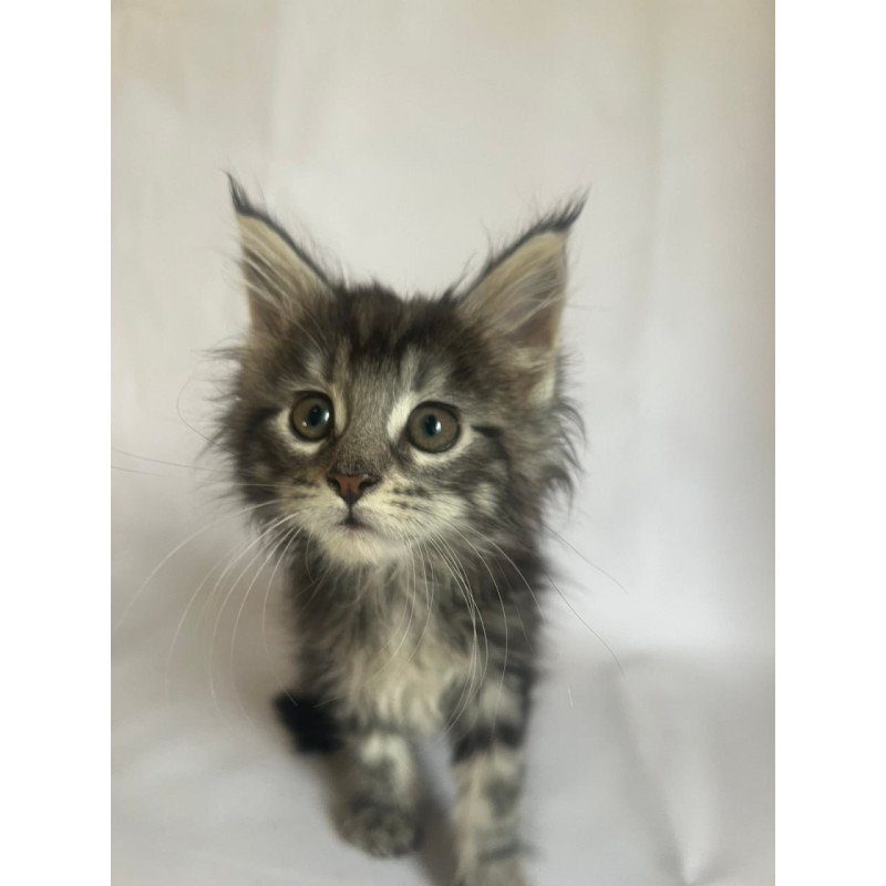 Maine Coon Frida