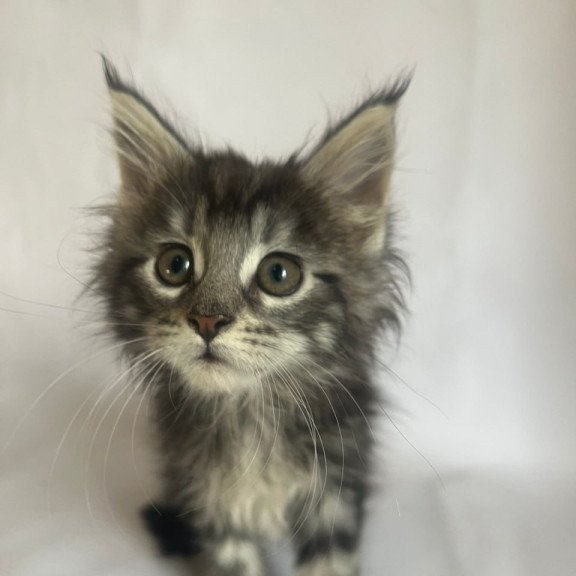 Maine Coon Frida