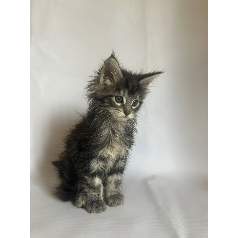 Maine Coon Frida