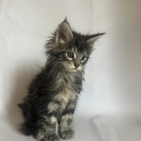 Maine Coon Frida