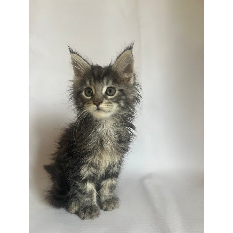 Maine Coon Frida