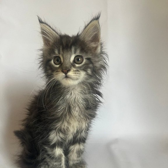 Maine Coon Frida