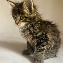 Maine Coon Flora