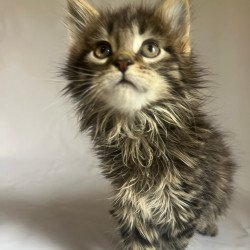 Maine Coon Flora