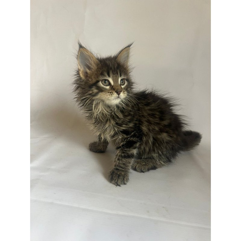 Maine Coon Flora