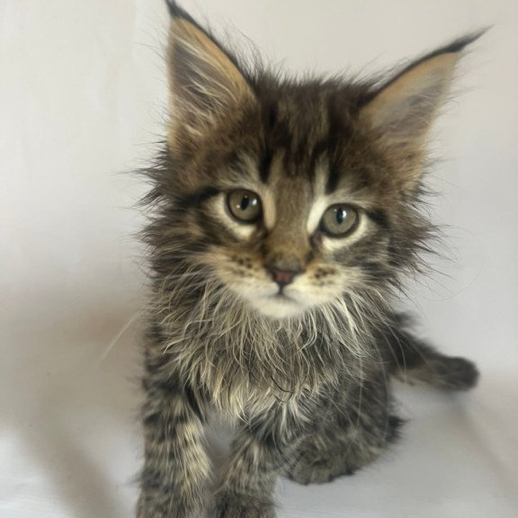 Maine Coon Flora