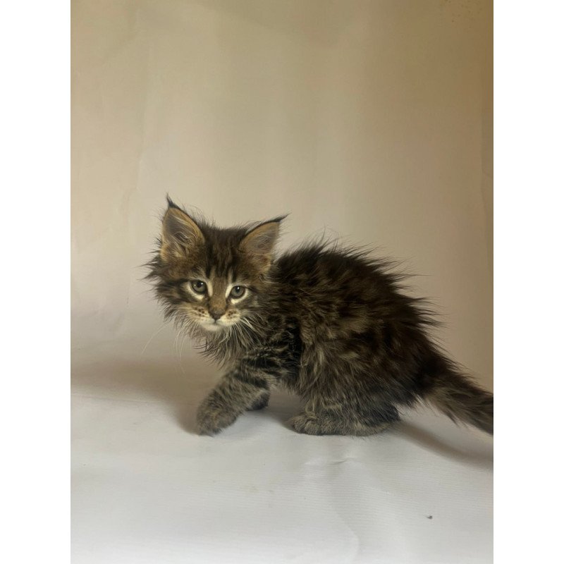 Maine Coon Flora