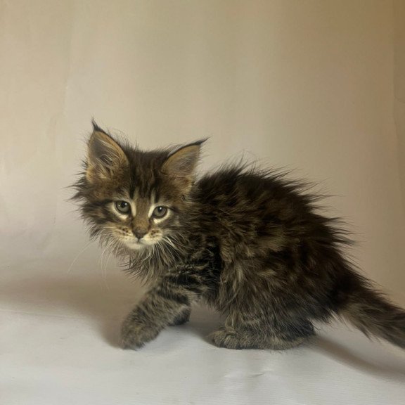 Maine Coon Flora