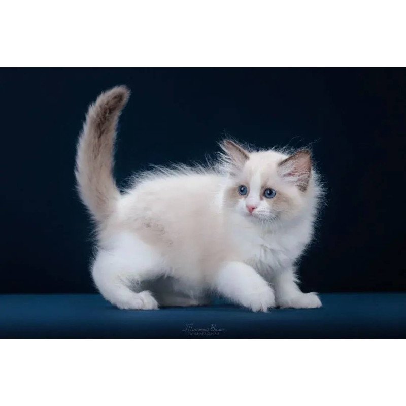 Ragdoll POLIN Z`Gracia