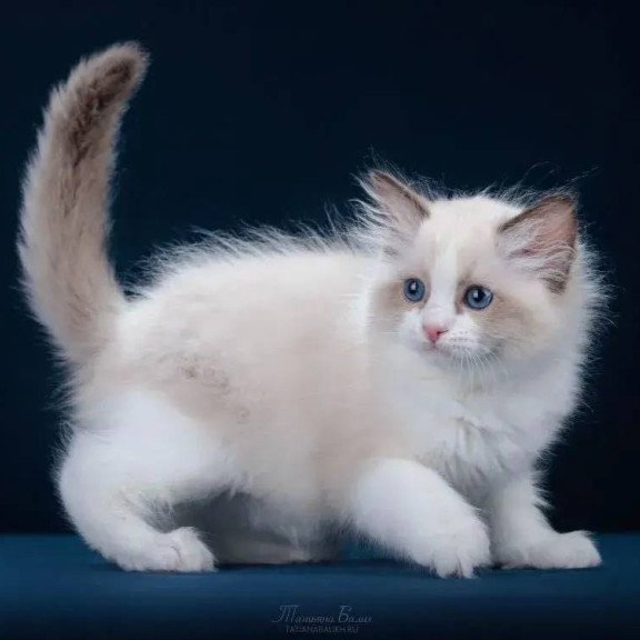 Ragdoll POLIN Z`Gracia