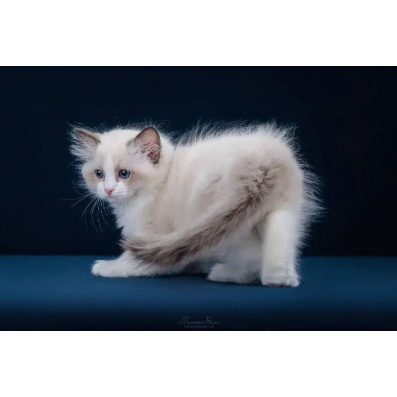 Ragdoll POLIN Z`Gracia