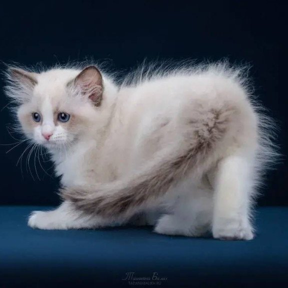 Ragdoll POLIN Z`Gracia