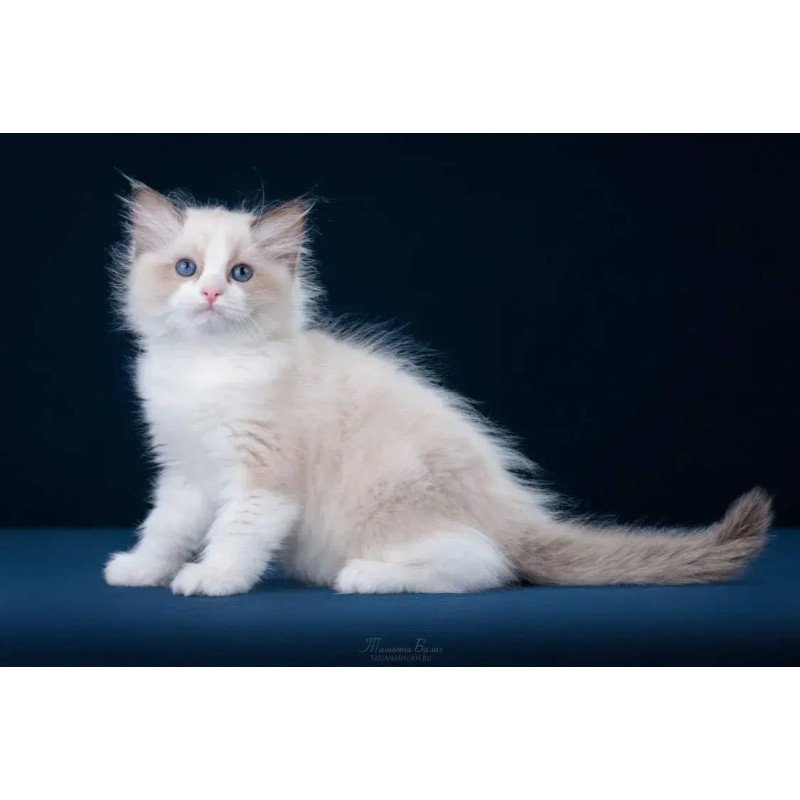 Ragdoll POLIN Z`Gracia