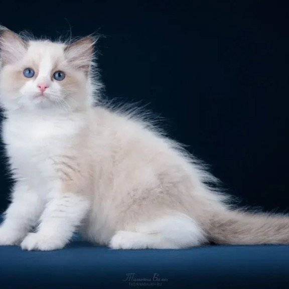 Ragdoll POLIN Z`Gracia