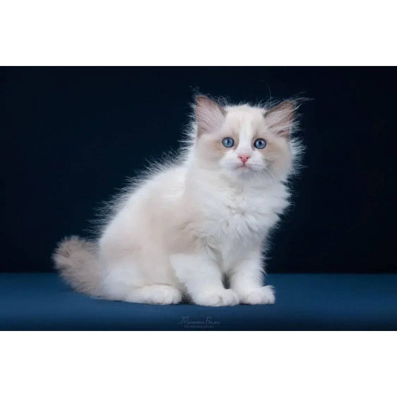 Ragdoll POLIN Z`Gracia