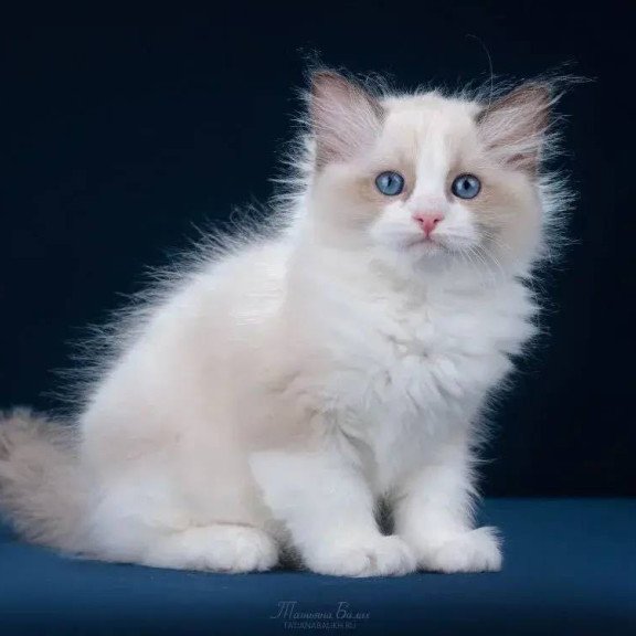 Ragdoll POLIN Z`Gracia