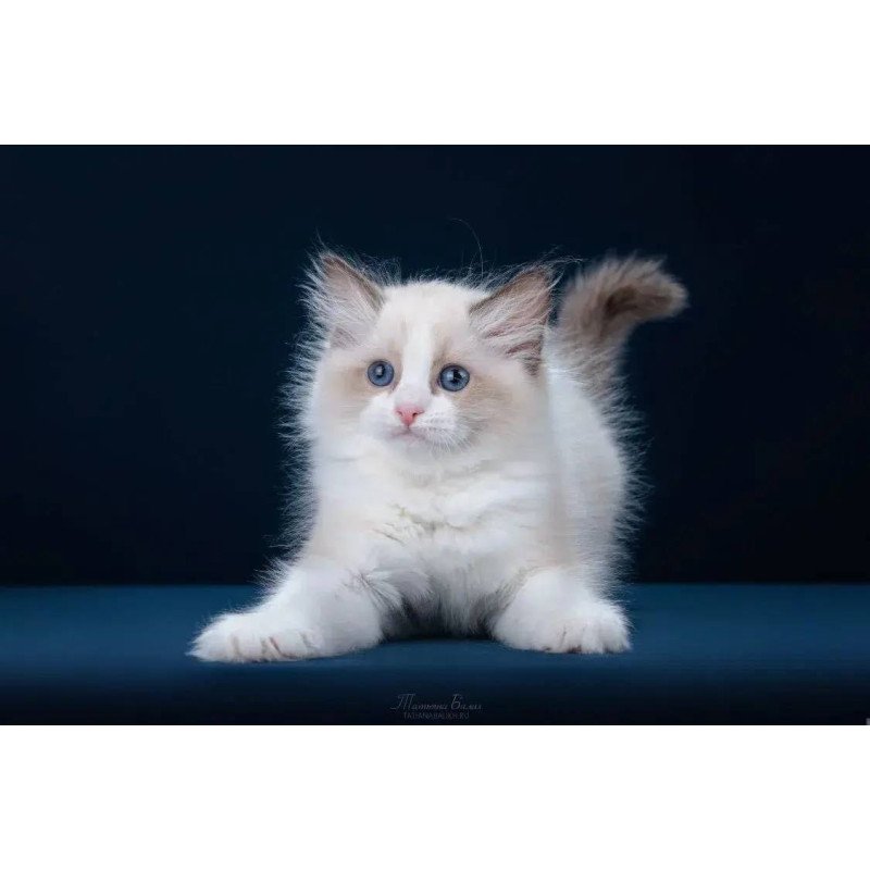 Ragdoll POLIN Z`Gracia