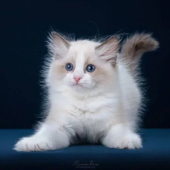 Ragdoll POLIN Z`Gracia