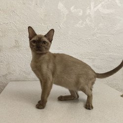 Burmese A Mili