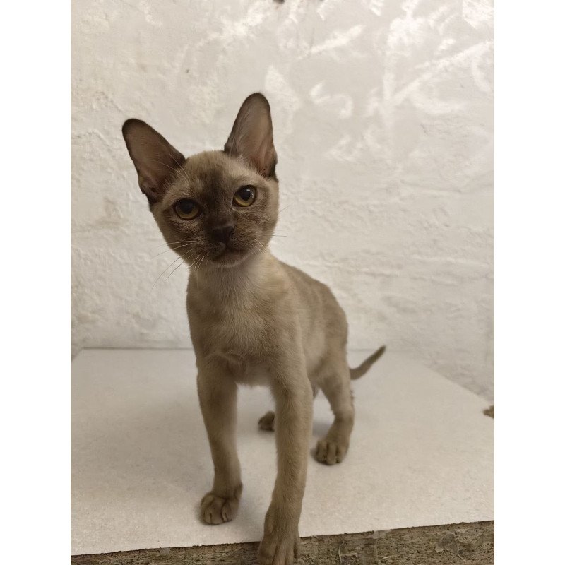 Burmese A Mili