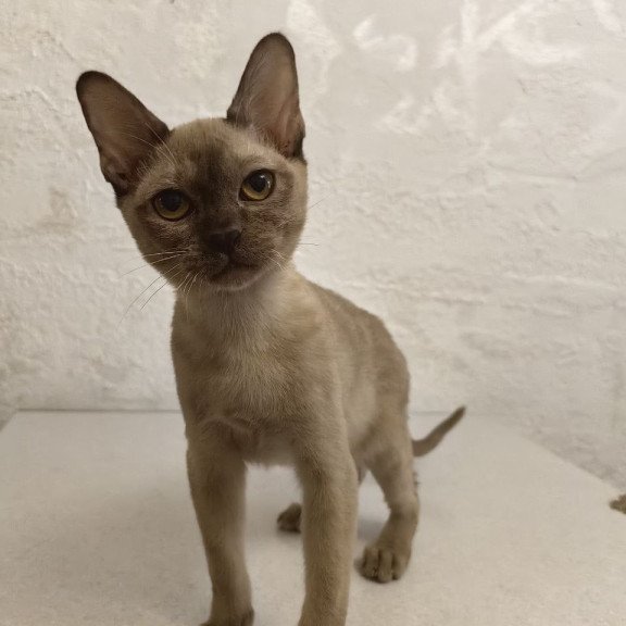 Burmese A Mili