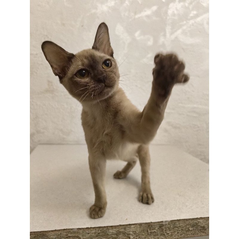 Burmese A Mili
