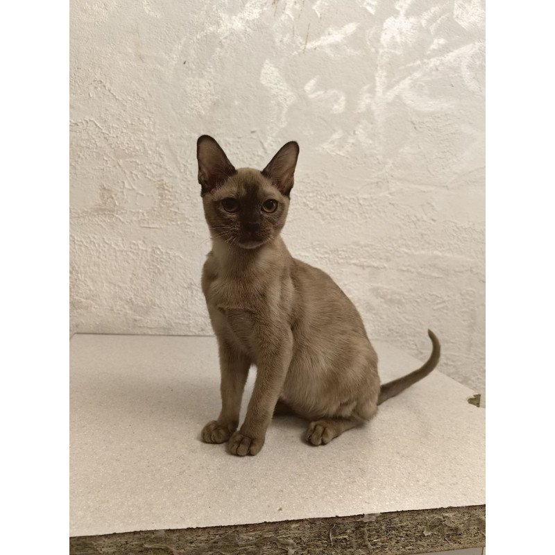 Burmese A Mili