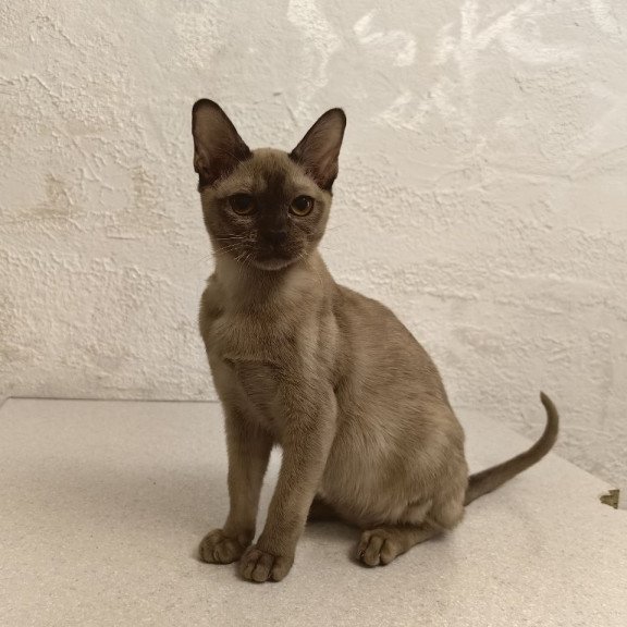Burmese A Mili