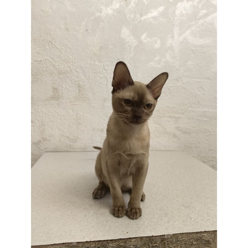Burmese A Mili