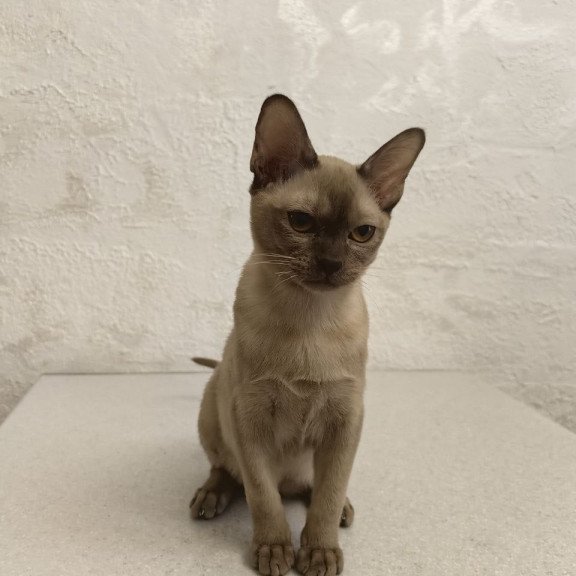 Burmese A Mili