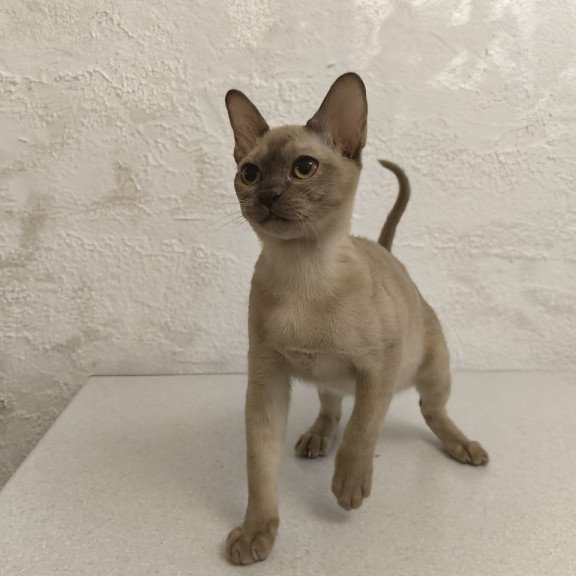 Burmese A Mili