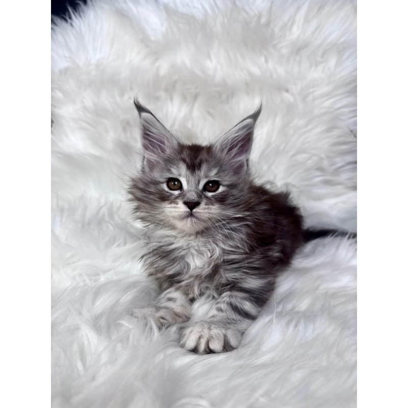 Maine Coon EZ Conor