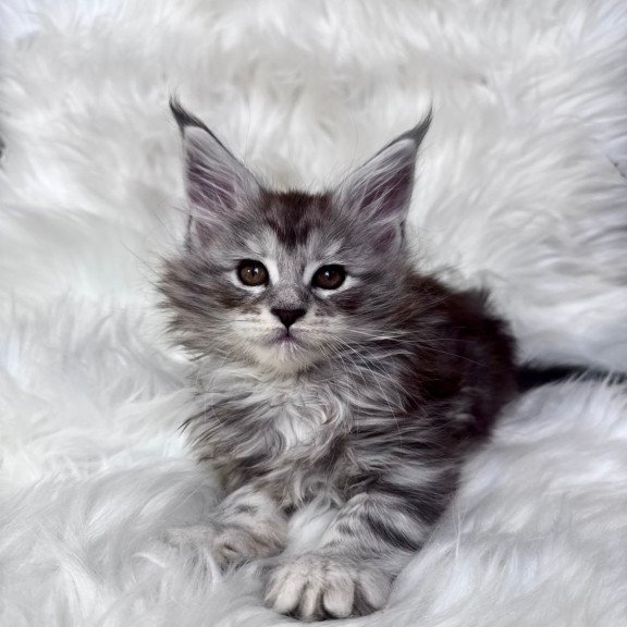 Maine Coon EZ Conor
