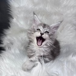 Maine Coon EZ Conor