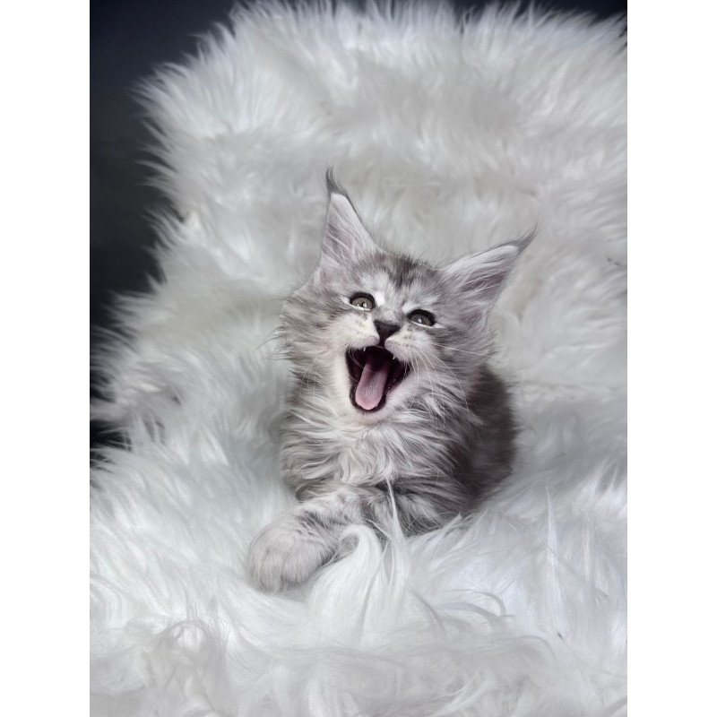 Maine Coon EZ Conor