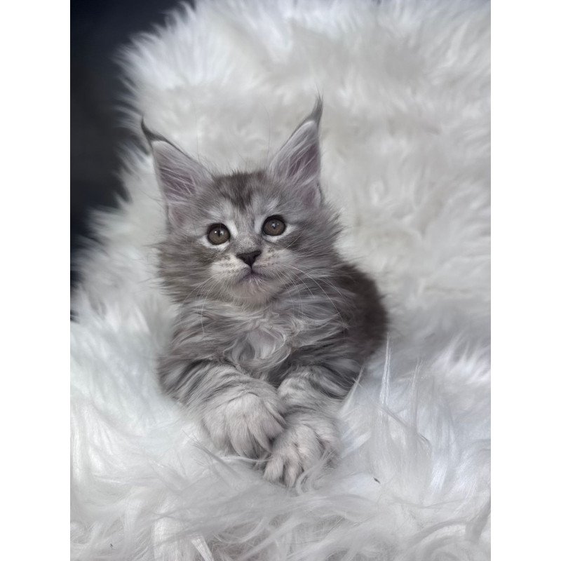 Maine Coon EZ Conor