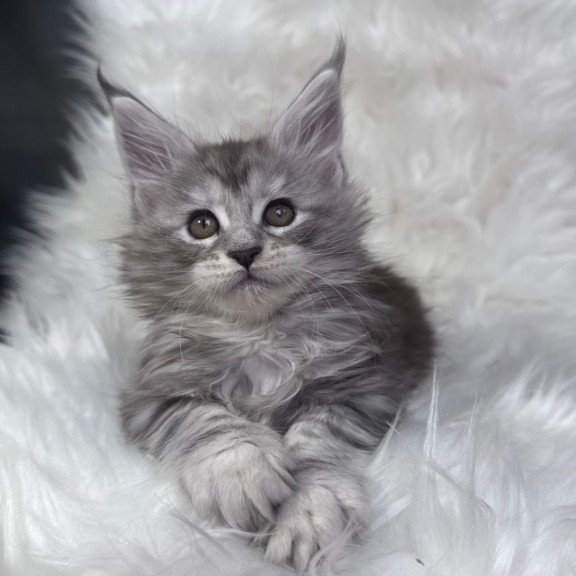 Maine Coon EZ Conor