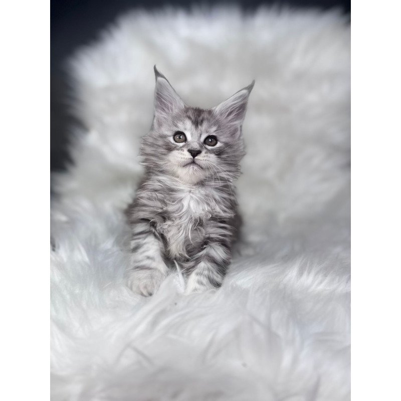 Maine Coon EZ Conor
